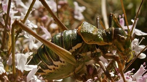 1920x1080 Wallpaper Green Grasshopper Peakpx