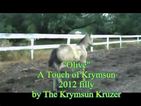 A Touch Of Krymsun 2012 Filly By The Krymsun Kruzer YouTube