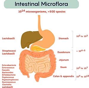 Microbiota Intestinal Academialab