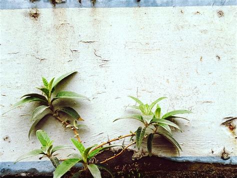 Premium Photo Plant Growing On Concrete Wall