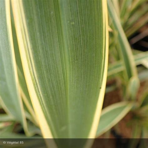 Phormium Tenax Duet