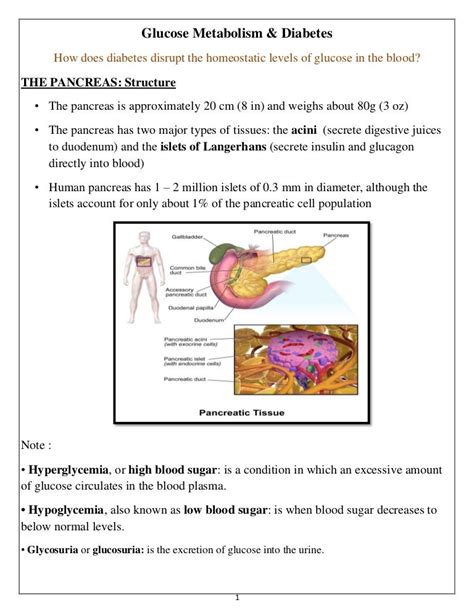 Glucose Metabolism and Diabetes