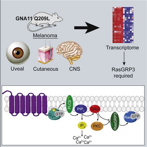 Gna11 Q209l Mouse Model Reveals Rasgrp3 As An Essential Signaling Node