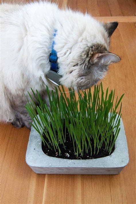 Cat Grass Diy Concrete Planter Cat Grass Diy Cat Grass Planter Cat Grass