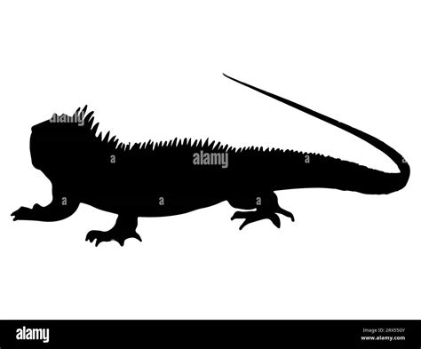 Iguana Silhouette Vector Art White Background Stock Vector Image Art