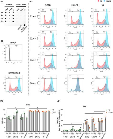 Incorporation Of Modified Nucleotides For Mrna By Vsw Or T Rnap A