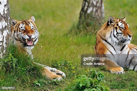 770 Siberian Tiger Prey Stock Photos, High-Res Pictures, and Images ...