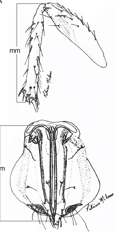 Comprimento Da Tíbia Posterior A E Do Ovipositor B De Trichogramma Download Scientific