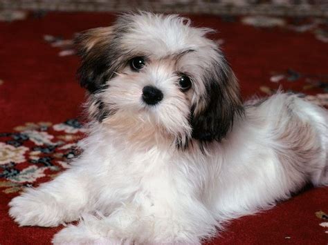 Llaso Apso Puppies Lhasa Apso Dog Wallpaper Havanese Dogs Havanese