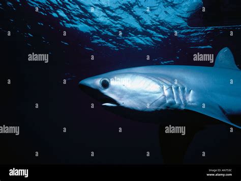 Bigeye Thresher Shark Stock Photo - Alamy