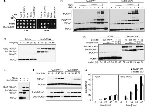 Figure From A Sumo Interacting Motif Activates Budding Yeast