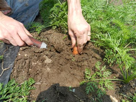 Should I Start The Carrot Seeds Inside To Get Them A Head Start Then