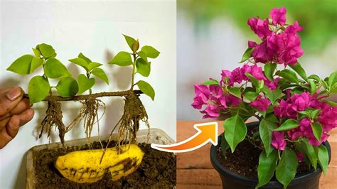 How To Propagate Bougainvillea Branches Try To Cutting Bougainvillea