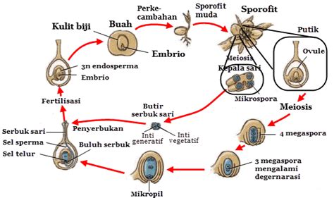 Perkembangbiakan Generatif Pada Tumbuhan Berbiji Tertutup Angiospermae