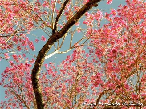 Handroanthus Heptaphyllus