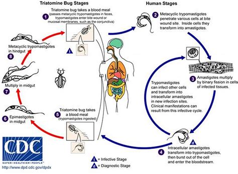 Ciclo De Vida Da Doença De Chagas - 9