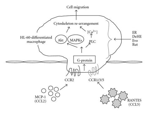 A Schematic Presentation Of The Potential Signaling Pathway Triggered