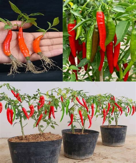 Coltivare Il Peperoncino In Vaso E Mai Pi Comprare Il Peperoncino