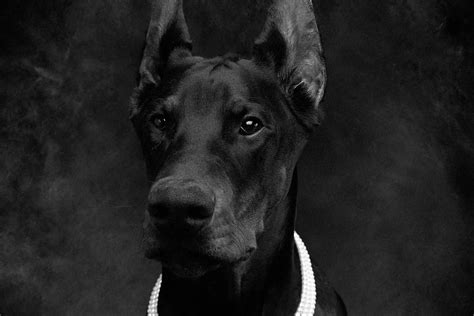 Are All Black Dobermans Rare