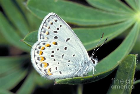 Karner Blue Butterfly Photograph By Larry West Pixels