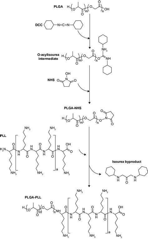 Synthesis of PLGA-PLL copolymer. Abbreviations: PLGA,... | Download ...