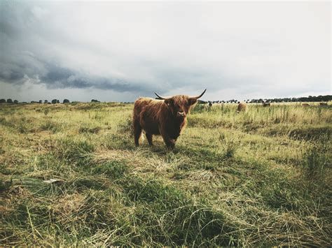 Images Gratuites Paysage La Nature Herbe Région Sauvage Champ