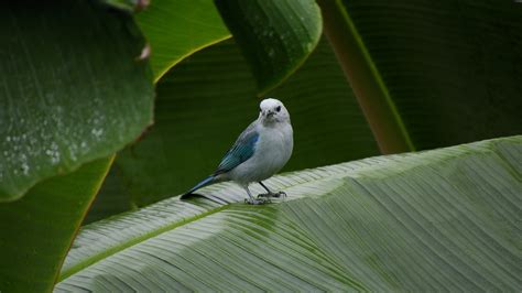 Tanager Photos, Download The BEST Free Tanager Stock Photos & HD Images