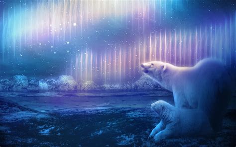 NORTHERN LIGHTS SHOW Bears Northern White Lights HD Wallpaper Peakpx