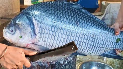 Its Katla Wow Amazing Big Katla Fish Cutting Catla Fish Cutting