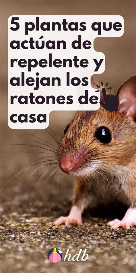 QUÉ HIERBAS TE AYUDARÁN A REPELER RATONES Y RATAS en 2024 Ratas y