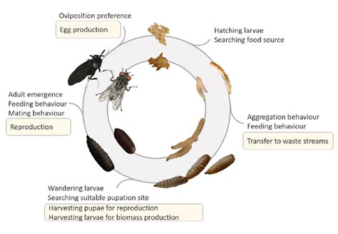 Life Cycle Of A Housefly