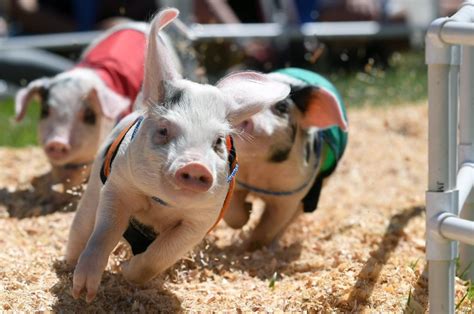 Photos: Pig racing at the Alameda County Fair