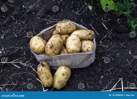 Patatas De La Cosecha En Saco De La Arpillera Foto De Archivo Imagen