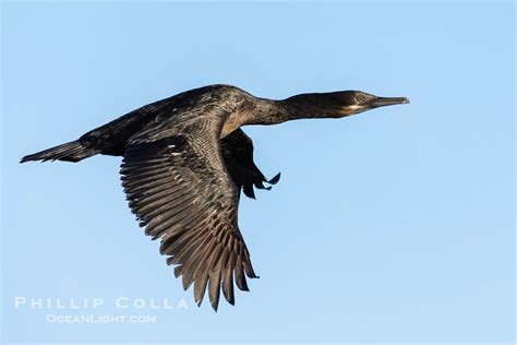 Brandt S Cormorant In Flight Phalacrocorax Penicillatus La Jolla California