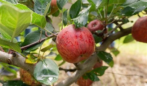 Reconocimiento Productivo Del Cultivo De Manzana Y Tomate En El Estado