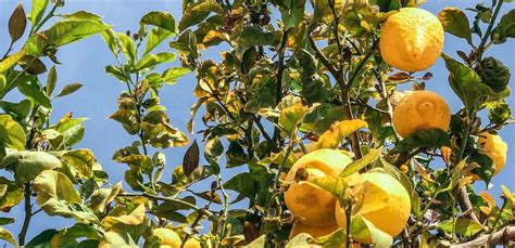 Lemon Tree Growth Stages Detailed Info For Each Step