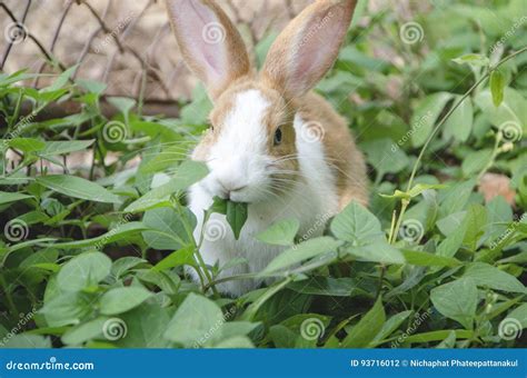 Rabbit Are Eating Green Leaves Stock Photo Image Of Hare Bunny