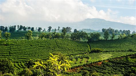 The 5 best coffee tours in Costa Rica - Lonely Planet