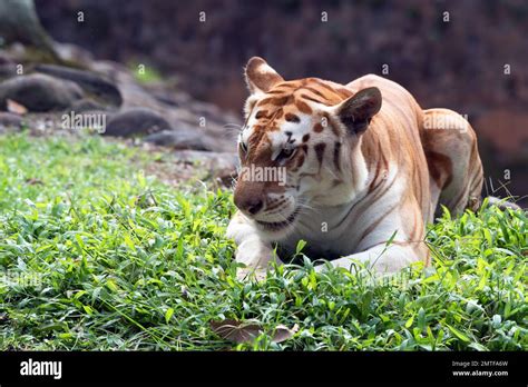 Rare Golden Tiger In Their Environment Stock Photo Alamy