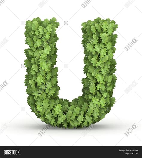 Letter U Green Leaves Image Photo Free Trial Bigstock