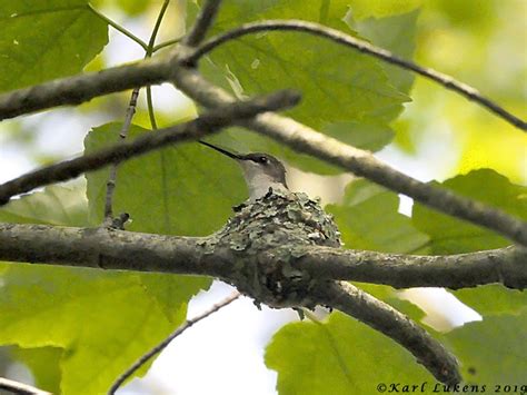 Ruby-throated Hummingbird Nest 05-19-2019