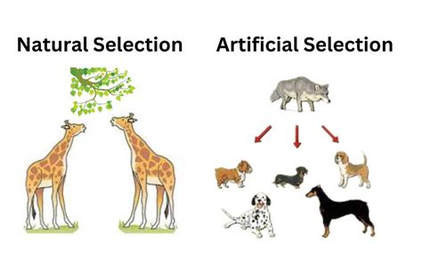 Difference Between Natural Selection and Artificial Selection