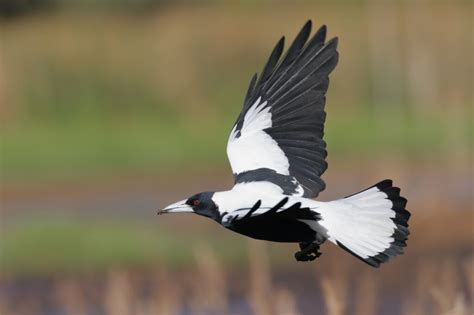 Australian Magpie • ReWild Perth