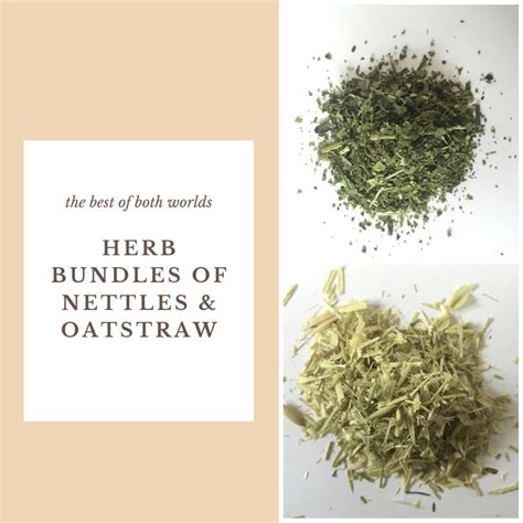 Dried Herb Bundle Of Nettle Urtica Dioica And Oatstraw Avena Sativa