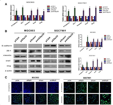 Erp29 Regulated The Expression Of Emt Markers In The Gc Cells A Download Scientific Diagram