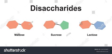 Chemical Illustration Disaccharides Maltose Sucrose Lactose Stock