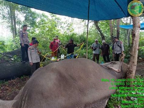 Biadab Gajah Di Riau Mati Diracun Gadingnya Hilang Terpotong