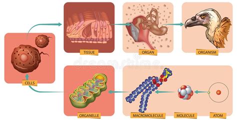 organism stock illustrations  organism stock illustrations
