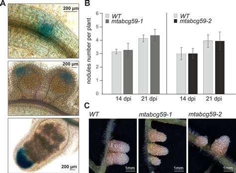 Frontiers The Full Size Abcg Transporter Of Medicago Truncatula Is