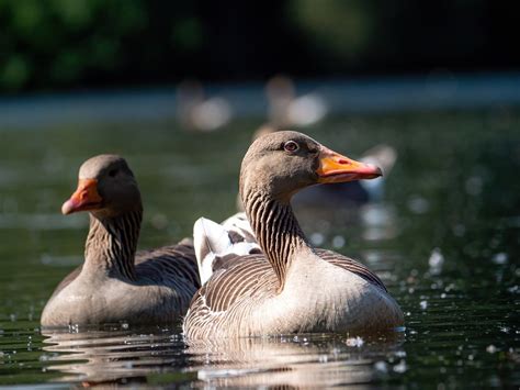 Birds Geese Ornithology Free Photo On Pixabay Pixabay